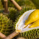 Illustration for article titled Durian reeks havoc, forces evacuation of university library
